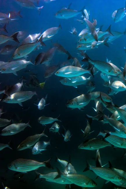 School of dreamfish swimming in Santa Maria Bay, Los Cabos, Mexico. Photo: Michael Vos
