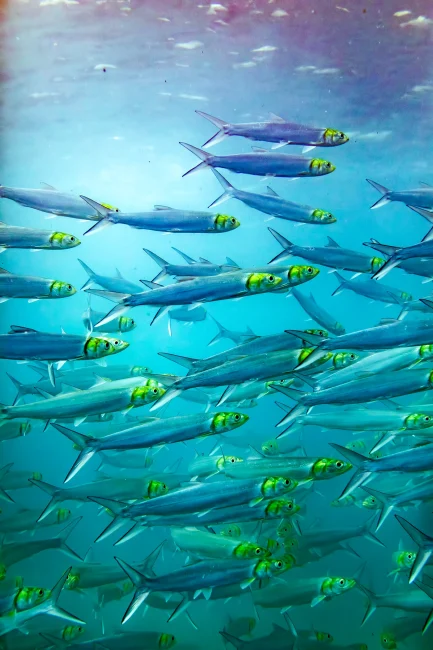 School of ladyfish swimming underwater in Santa Maria Bay Los Cabos Mexico