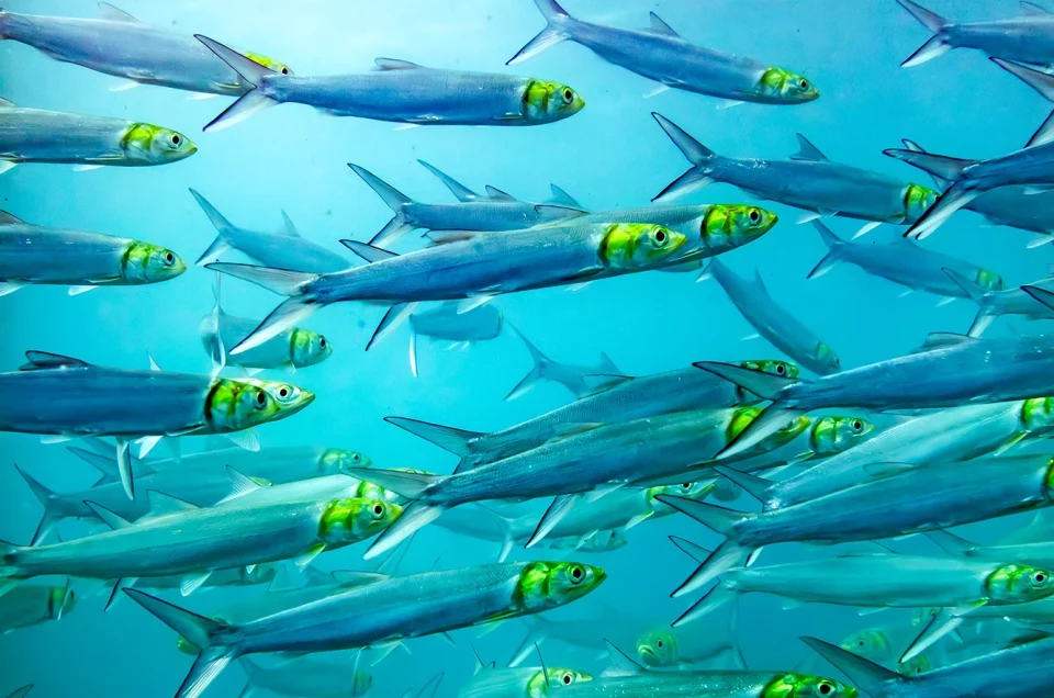 Snorkeling Santa Maria Bay: Discovering One of Los Cabos' Underwater Treasures