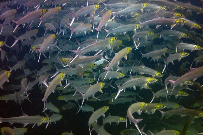 School of ladyfish swimming through the clear turquoise waters of Santa Maria Bay in Los Cabos, Baja California Sur, Mexico. Photo: Michael Vos