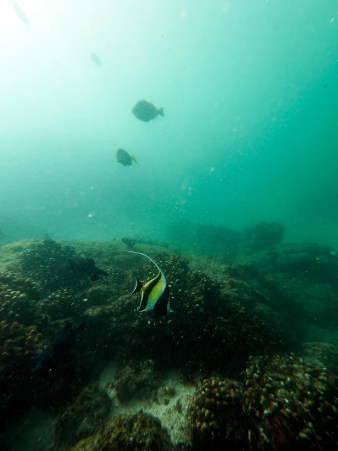 Moorish Idol swimming above a coral reef in Santa Maria Bay, Los Cabos, Baja California Sur, Mexico